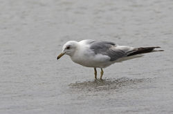 Common Gull photographed at L'Eree [LER] on 30/6/2018. Photo: &copy; Anthony Loaring