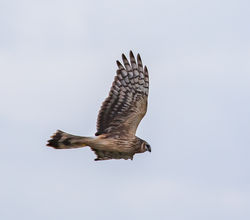 Hen Harrier photographed at Pleinmont [PLE] on 28/10/2018. Photo: &copy; Dave Carre