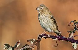Common Rosefinch photographed at Pleinmont [PLE] on 6/11/2018. Photo: &copy;  Rockdweller