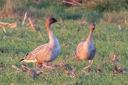 Pink-footed Goose photographed at Rue des Hougues, STA [H04] on 18/11/2018. Photo: &copy; Rod Ferbrache