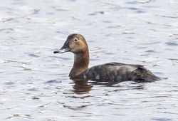 Pochard photographed at Claire Mare [CLA] on 9/4/2019. Photo: &copy; Anthony Loaring