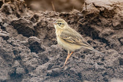 Tawny Pipit photographed at Pleinmont [PLE] on 10/4/2019. Photo: &copy; Rod Ferbrache
