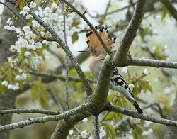 Hoopoe photographed at La Villette on 14/4/2019. Photo: &copy; Mike Cunningham