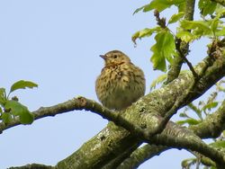 Tree Pipit photographed at Rue de Valniquets [RDV] on 17/5/2019. Photo: &copy; Wayne Turner