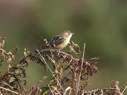 Fan-tailed Warbler photographed at Pleinmont [PLE] on 24/8/2019. Photo: &copy; Anthony Loaring