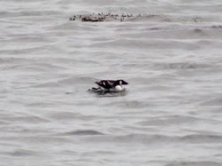 Little Auk photographed at Shingle Bank [SHI] on 2/1/2020. Photo: &copy; Wayne Turner