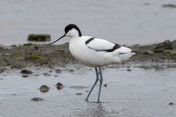 Avocet photographed at Colin Best NR [CNR] on 22/3/2020. Photo: &copy; Rod Ferbrache