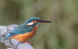 Kingfisher photographed at Vale Pond [VAL] on 1/8/2020. Photo: &copy; Dave Carre
