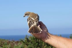 Woodchat Shrike photographed at Pleinmont [PLE] on 10/9/2020. Photo: &copy; Mark Guppy