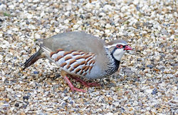 Red-legged Partridge photographed at St Peter Port [SPP] on 6/2/2021. Photo: &copy; Mike Cunningham