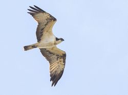 Osprey photographed at Grands Marais/Pre [PRE] on 27/4/2021. Photo: &copy; Anthony Loaring
