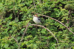 Woodchat Shrike photographed at Pleinmont [PLE] on 16/5/2021. Photo: &copy; Mark Guppy