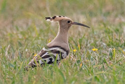 Hoopoe photographed at Pleinmont [PLE] on 21/8/2021. Photo: &copy; Anthony Loaring