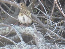 Tree Pipit photographed at Fort Hommet [HOM] on 6/9/2021. Photo: &copy; Tony Bisson