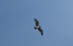 Osprey photographed at Pleinmont [PLE] on 7/9/2021. Photo: &copy; Mark Guppy