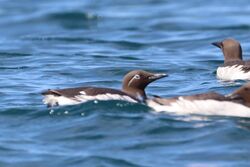 Guillemot photographed at Sark [SAK]  on 18/4/2022. Photo: &copy; Guy O’Regan