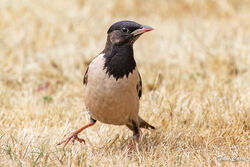 Rose-coloured Starling photographed at le Villocq lane on 3/8/2022. Photo: &copy; Dave Carre