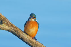 Kingfisher photographed at Claire Mare  on 15/10/2022. Photo: &copy; Kim Wilkinson