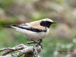 Desert Wheatear photographed at Pleinmont [PLE] on 29/10/2022. Photo: &copy; Andy Marquis