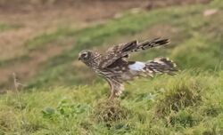 Hen Harrier photographed at Scramble Track [SCR] on 12/12/2022. Photo: &copy;  Rockdweller