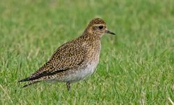 Golden Plover photographed at Mont Herault on 13/12/2022. Photo: &copy;  Rockdweller