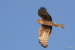 Hen Harrier photographed at Reservoir [RES] on 6/2/2023. Photo: &copy; Dave Carre