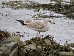 Common Gull photographed at Perelle [PER] on 25/2/2023. Photo: &copy; Wayne Turner