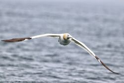 Gannet photographed at Herm [HER] on 14/5/2023. Photo: &copy; Guy O’Regan