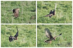 Hen Harrier photographed at Pleinmont on 16/12/2023. Photo: &copy;  Rockdweller