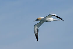 Gannet photographed at Fort Doyle on 13/4/2024. Photo: &copy; Kim Wilkinson