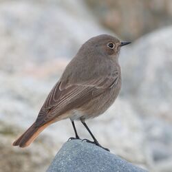 Photographed at Shingle Bank. on 24/11/2025. Photo: &copy; Rod Ferbrache