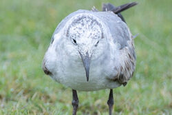 Photographed at Colin Best NR. on 20/2/2026. Photo: &copy; Dave Carre