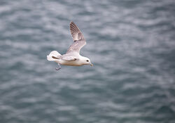 Photographed at Jethou. on 6/6/2026. Photo: &copy; Julie Davis
