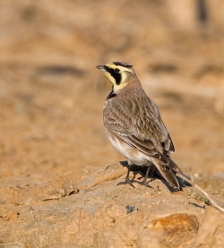 Shore Lark photographed at Pleinmont on 8/4/2007. Photo: &copy; Barry Wells