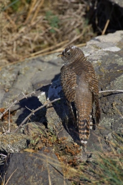 Cuckoo. Photo: &copy; Steve Levrier