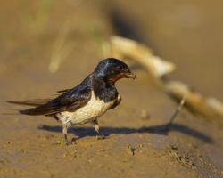 Swallow. Photo: &copy; Steve Levrier