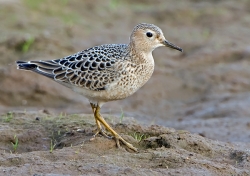 Buff-breasted Sandpiper photographed at Pleinmont on 0/0/0. Photo: &copy; Paul Hillion