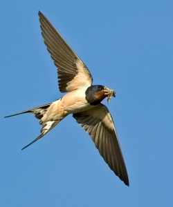 Swallow photographed at Pleinmont on 0/0/0. Photo: &copy; Paul Hillion
