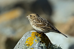 Lapland Bunting photographed at Pulias on 11/10/2008. Photo: &copy; Paul Hillion