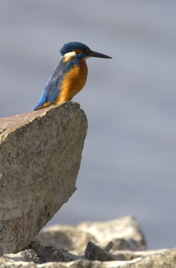 Kingfisher. Photo: &copy; Steve Levrier