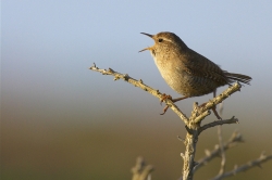 Wren. Photo: &copy; Steve Levrier