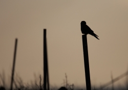 Kestrel. Photo: &copy; Steve Levrier