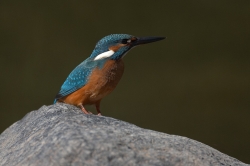 Kingfisher. Photo: &copy; Steve Levrier