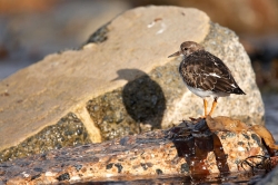 Turnstone. Photo: &copy; Steve Levrier