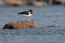 Oystercatcher. Photo: &copy; Steve Levrier