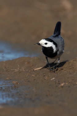 Pied Wagtail. Photo: &copy; Steve Levrier