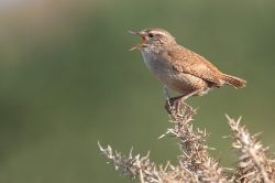Wren. Photo: &copy; Steve Levrier