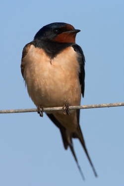 Swallow. Photo: &copy; Steve Levrier