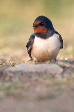 Swallow. Photo: &copy; Steve Levrier