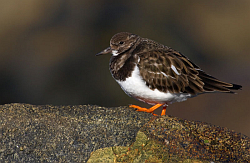 Turnstone. Photo: &copy; Steve Levrier